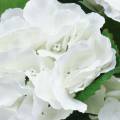 Floristik24 Hortenzia v kvetináči umelá biela 35cm
