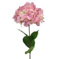 Floristik24 Hortenzia ružová 68 cm