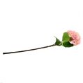 Floristik24 Hortenzia ružová L 70cm