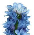 Floristik24 Hyacint umelá modrá, biela 31cm 3ks