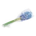 Floristik24 Hyacint umelá modrá, biela 31cm 3ks