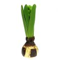 Floristik24 Hyacint zelený 15cm s cibuľkou 3ks