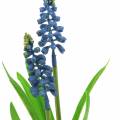 Floristik24 Hroznový hyacint v brezovom črepníku modrý 24cm