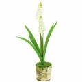 Floristik24 Hroznový hyacint v brezovom črepníku biely 24cm