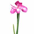 Floristik24 Iris umelý ružový 78cm