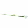 Floristik24 Iris umelá biela 78cm