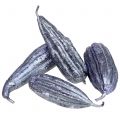 Floristik24 Luffa plodová fialka 14cm – 20cm 10ks