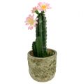 Floristik24 Kaktus v črepníku s kvetmi ružový V 21cm