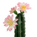 Floristik24 Kaktus v črepníku s kvetmi ružový V 21cm