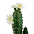 Floristik24 Kaktus v kvetináči s kvetom 21cm biely