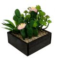 Floristik24 Kaktus s kvetom 14cm v drevenej krabici