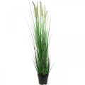 Floristik24 Umelá ostrica v črepníku s klasmi Carex umelá rastlina 98cm