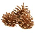 Floristik24 Šišky Borovica lesná Pinus sylvestris V3–5 cm 1 kg