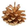 Šišky Borovica lesná Pinus sylvestris V3–5 cm 1 kg | Floristik24.sk