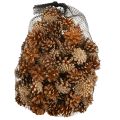 Šišky Borovica lesná Pinus sylvestris V3–5 cm 1 kg | Floristik24.sk
