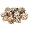 Floristik24 Bielené šišky, dekorácia z malých šišiek v sieťke, 2,5-3,5 cm, 500 g