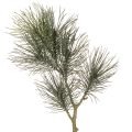 Floristik24 Umelý borovicový konár na dekoráciu stola a do váz, 70 cm