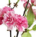 Floristik24 Vetva čerešňového kvetu v ružovej farbe 77cm