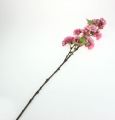 Floristik24 Vetva čerešňového kvetu v ružovej farbe 77cm