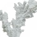 Floristik24 Námorná dekorácia koralová biela umelá dekoračný stojan 11×12cm