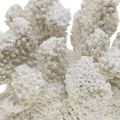 Floristik24 Námorná dekorácia koralová biela umelá polyresin malá 13,5x12 cm