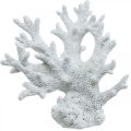 Floristik24 Námorná dekorácia koralová biela letná dekorácia 14,5×14,5cm