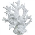 Floristik24 Námorná dekorácia koralová biela letná dekorácia 14,5×14,5cm