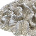 Floristik24 Námorná dekorácia koralová béžová biela umelý polyresin 23x20cm
