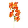 Floristik24 Orchidea umelá Mokara Orange 50cm 6ks
