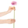 Umelé záhradné kvety gerbery, fialové, 47 cm, 6 kusov | Floristik24.sk