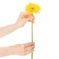 Umelé kvety gerbery, slnečno žlté, záhradný kvet, 47 cm, 6 kusov | Floristik24.sk