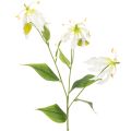 Floristik24 Umelý kvet Gloriosa, biely a žltý, elegantná kvitnúca vetvička na dekoráciu, 80 cm, 3 kusy