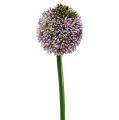 Floristik24 Umelé kvety Allium Purple Ø10cm L65cm