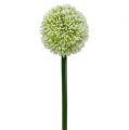 Floristik24 Umelá Allium White Ø10cm L65cm
