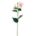 Floristik24 Umelé kvety Ibištek ružový 62cm