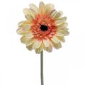 Floristik24 Umelý kvet gerbery umelý kvet marhuľa Ø11cm L50cm