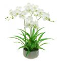 Floristik24 Umelé orchidey umelé kvety v bielom črepníku 60cm