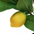 Floristik24 Umelý citrónovník v kvetináči Lemon tree H65cm