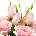 Floristik24 Umelé kvety Lisianthus ružové umelé hodvábne kvety 50cm 5ks