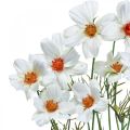 Floristik24 Umelé kvety Cosmea biele hodvábne kvety V51cm 3ks