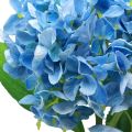 Floristik24 Umelé kvety dekorácia hortenzia umelá modrá 69cm