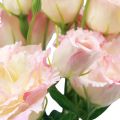Floristik24 Umelé kvety Eustoma Lisianthus ružová krémová 52cm 5ks
