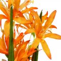Floristik24 Umelé kvety Nerine Orange Guernsey Lilies Jesenné kvety 48cm