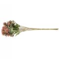 Floristik24 Umelé rastliny svetlica bodliak konár bodliak ružový 4ks