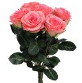 Floristik24 Umelá ruža plnená krémová, ružová Ø6cm L37cm 6ks