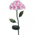 Floristik24 Slnečný kvet, LED záhradná dekorácia, dekoratívna chryzantéma ružová L55cm Ø15cm