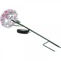 Floristik24 Slnečný kvet, LED záhradná dekorácia, dekoratívna chryzantéma ružová L55cm Ø15cm