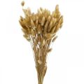 Floristik24 Lagurus sušená tráva z králičieho chvosta prírodná 65-70cm 100g