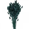 Floristik24 Lagurus sušená tráva z králičieho chvosta tmavozelená 65-70cm 100g