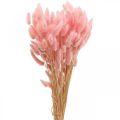 Floristik24 Lagurus sušený králičí chvost tráva svetloružová 65-70cm 100g